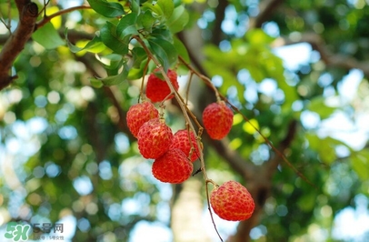 荔枝有酸的嗎？荔枝酸是壞了嗎？
