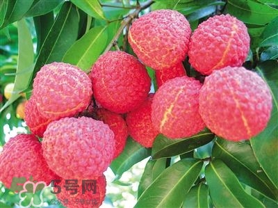 荔枝是幾月份的水果？荔枝是上火的嗎？