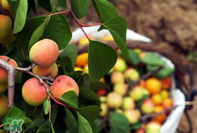 杏怎么催熟？杏怎么放熟的快？