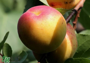 杏子可以放冰箱嗎？杏子可以冷藏嗎？