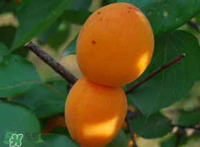 杏子可以放冰箱嗎？杏子可以冷藏嗎？