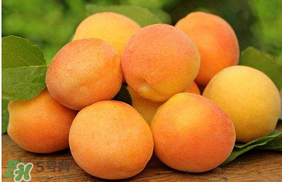 杏子怎么保存？長杏子怎么保存時間長？