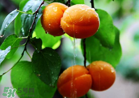 杏子怎么保存？長杏子怎么保存時間長？