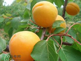 新鮮杏子可以放冰箱嗎？新鮮杏子怎么保存？