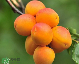 新鮮杏子可以放冰箱嗎？新鮮杏子怎么保存？