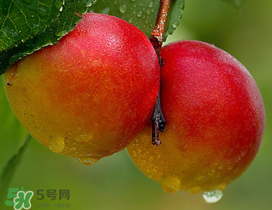 新鮮杏子怎么吃？新鮮杏子孕婦能吃嗎？