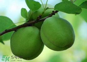 青杏怎么腌制？腌制青杏用糖比例