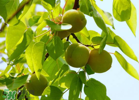 青杏怎么腌制？腌制青杏用糖比例