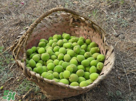 青杏怎么吃？青杏怎么做好吃？