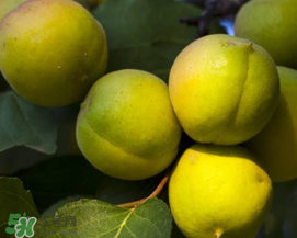 青杏怎么吃？青杏怎么做好吃？