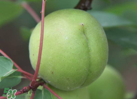 孕婦可以吃青杏嗎？青杏孕婦能吃嗎？