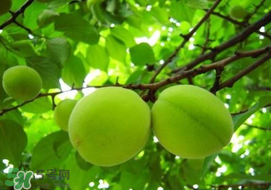 孕婦可以吃青杏嗎？青杏孕婦能吃嗎？