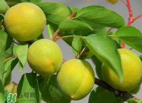 孕婦可以吃青杏嗎？青杏孕婦能吃嗎？