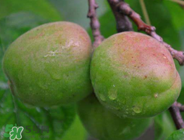 青杏怎么催熟？青杏怎么變黃？