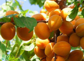 黃杏孕婦可以吃嗎？孕婦可以吃黃杏嗎？