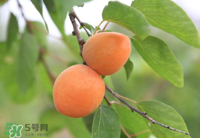 黃杏孕婦可以吃嗎？孕婦可以吃黃杏嗎？