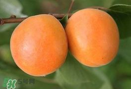 杏為什么不能多吃？杏為什么傷人?