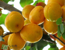 杏為什么不能多吃？杏為什么傷人?