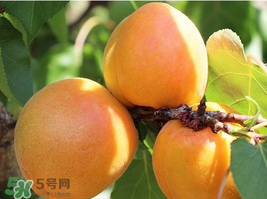 杏為什么不能多吃？杏為什么傷人?