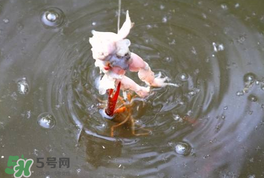 釣小龍蝦用什么餌？釣小龍蝦用什么誘餌最好？