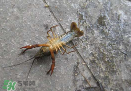 釣小龍蝦用什么餌？釣小龍蝦用什么誘餌最好？