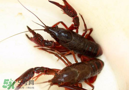 釣小龍蝦用什么餌？釣小龍蝦用什么誘餌最好？