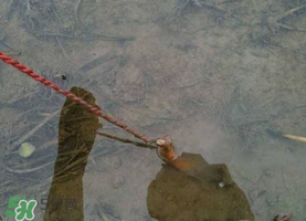 釣黃鱔用什么餌料？用什么釣黃鱔最好？