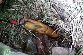 釣黃鱔用什么餌料？用什么釣黃鱔最好？