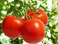 杏和西紅柿能一起吃嗎？杏子能和西紅柿一起吃嗎？