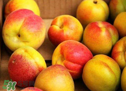 杏和蘋(píng)果可以一起吃嗎？杏子和蘋(píng)果可以一起吃嗎？