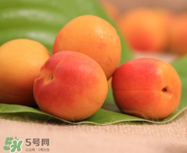 杏子可以空腹吃嗎？空腹能吃杏子嗎？