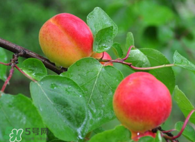 杏子可以空腹吃嗎？空腹能吃杏子嗎？