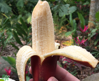 紅香蕉好吃嗎？紅香蕉味道怎么樣？