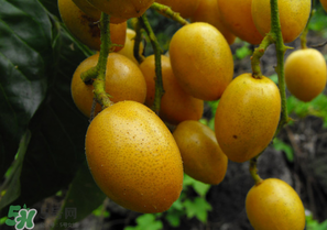 黃皮好吃嗎？黃皮是什么味道？