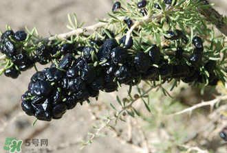 黑枸杞真假怎么辨別？黑枸杞真假辨別的方法
