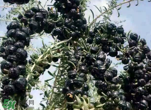 黑枸杞真假怎么辨別？黑枸杞真假辨別的方法