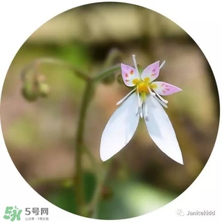 lululun plus面膜怎么樣？lululun plus面膜哪款好