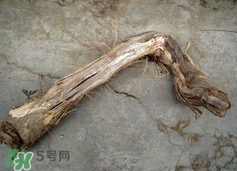 山葡萄根一斤多少錢？山葡萄根功效與作用