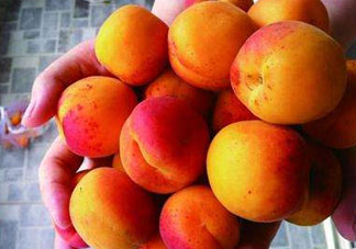 杏和荔枝能一起吃嗎？杏和荔枝一起吃會中毒嗎？