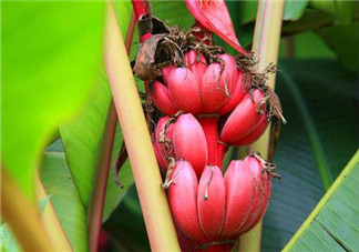 紅香蕉好吃嗎？紅香蕉味道怎么樣？