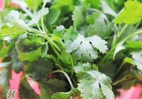 香菜是回奶的嗎？香菜是回奶還是下奶