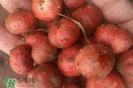 野地瓜賣多少錢一斤？野地瓜的功效與作用