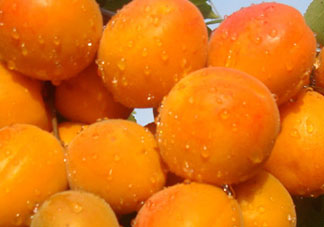 杏和榴蓮能一起吃嗎？榴蓮和杏能一起吃嗎？