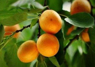 杏子可以空腹吃嗎？空腹能吃杏子嗎？