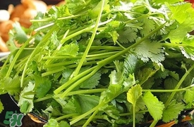 香菜是什么菜？香菜是陽痿草嗎？