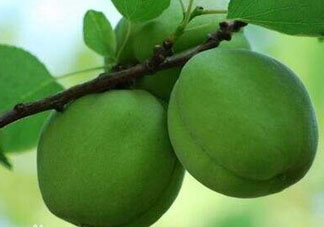 青杏怎么吃？青杏怎么做好吃？