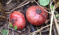 野地瓜滕熬水吃能治療什么病？野地瓜怎么吃