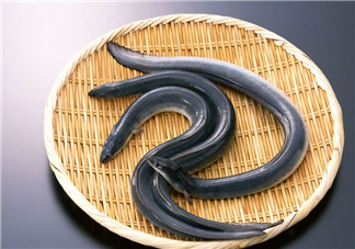 釣黃鱔用什么餌料？用什么釣黃鱔最好？