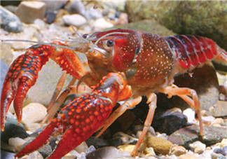 釣龍蝦用什么肉？釣龍蝦用什么肉是最厲害的？