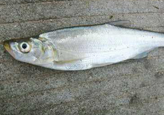 翹嘴魚怎么做好吃？翹嘴魚的做法